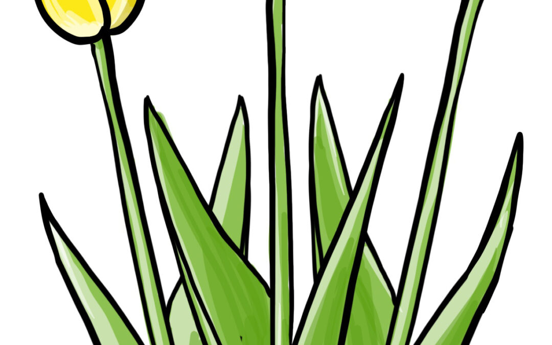 How to Draw Tulips Step by Step – Easy Flower Drawing Tutorial for Beginners