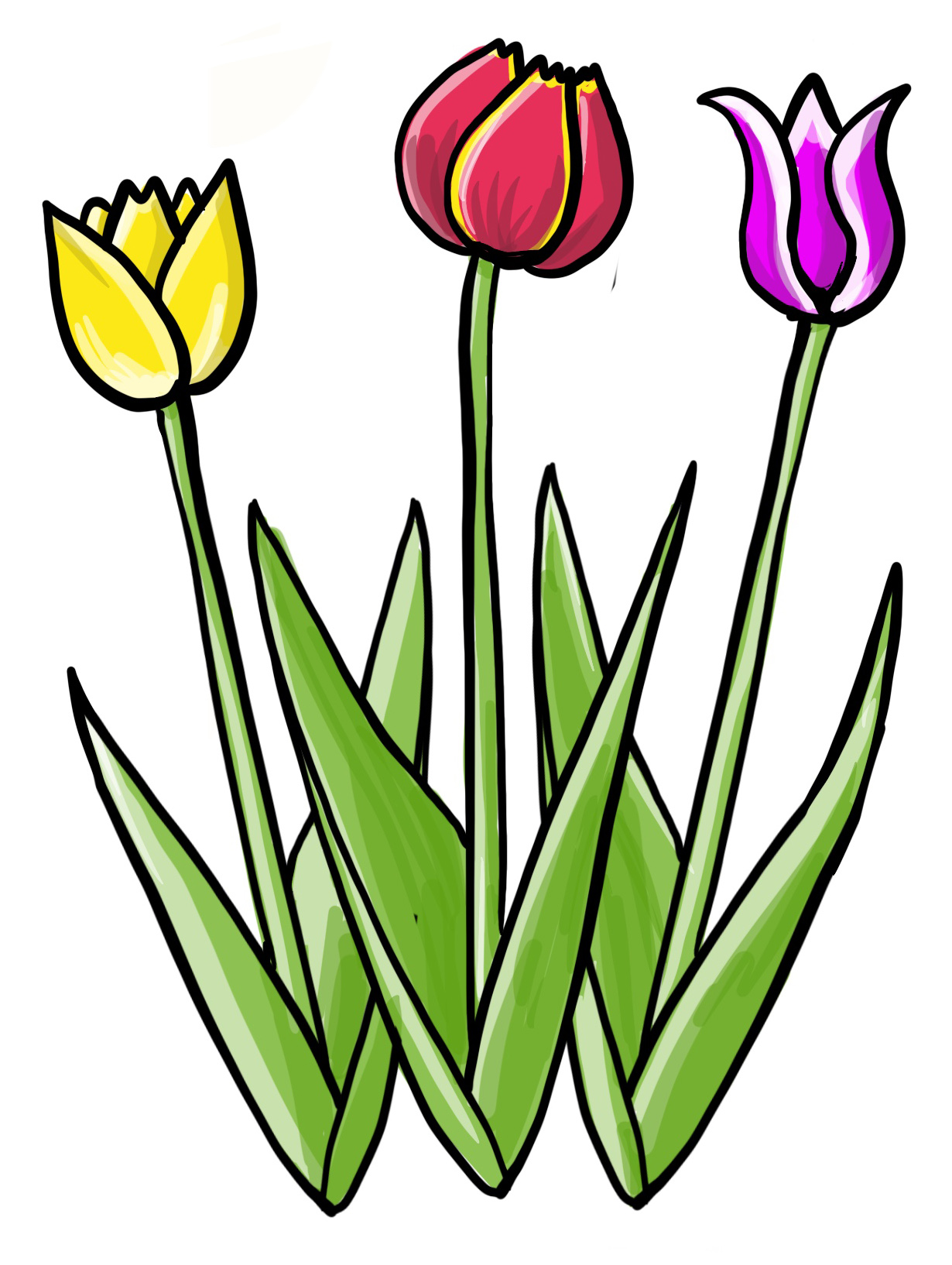 tulip flowers drawing tulip flowers drawing