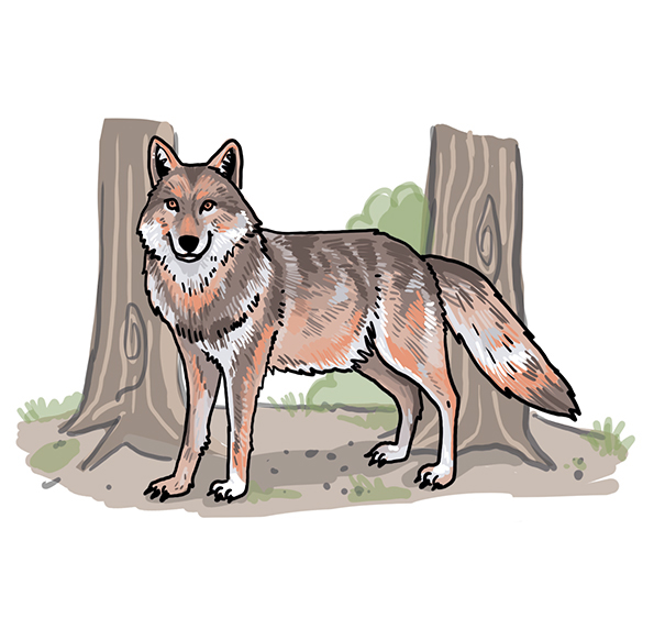 how to draw a wolf drawing